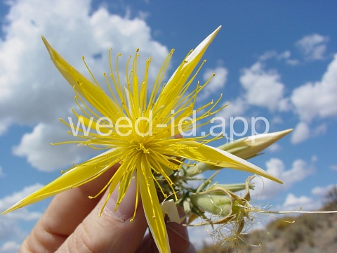 blazing-star